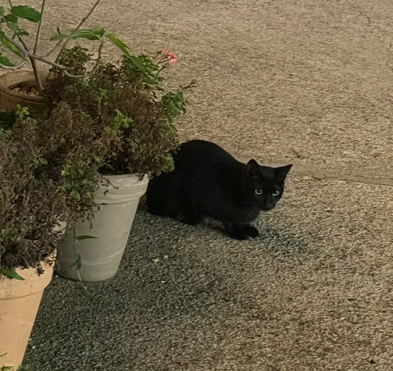 카페 주변을 어슬렁거리는 고양이