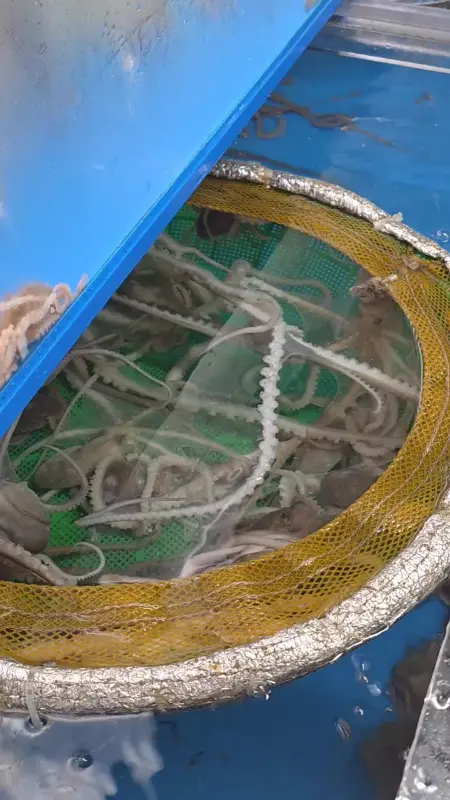 싱싱한 낙지 수족관