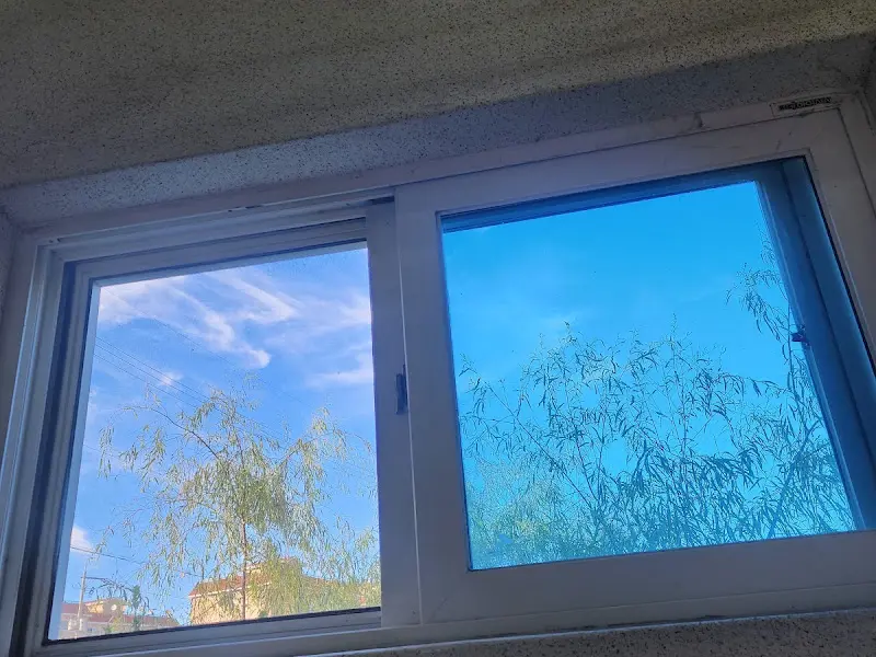 창밖으로 보이는 파란 하늘과 초록색 나무의 조화