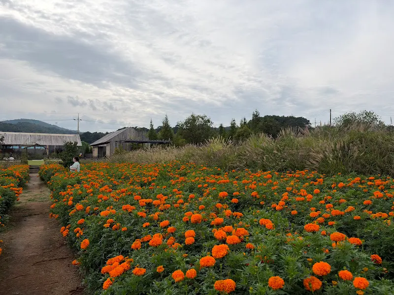 만개한 금잔화 꽃밭