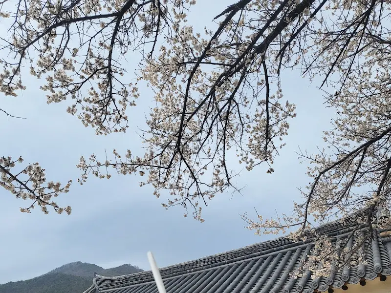 기와 지붕 위로 뻗은 나뭇가지에 하얀 꽃이 피어 있는 모습