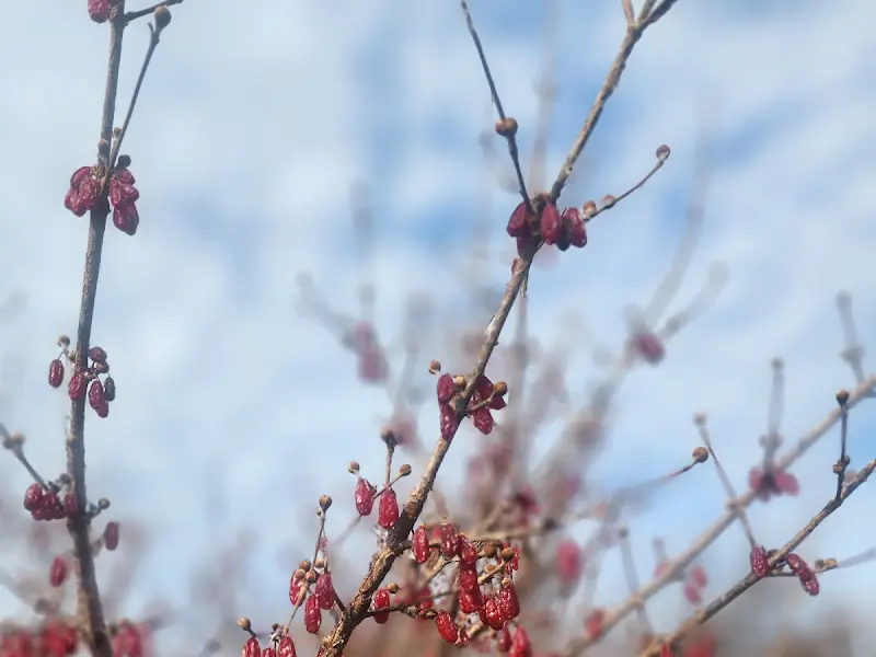 앙상한 나뭇가지에 붉은 열매가 맺혀 있는 모습