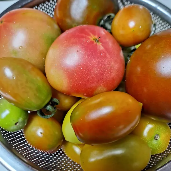 싱싱한 토마토
