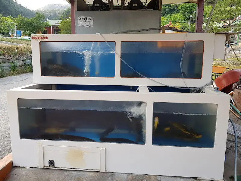 수족관 속 쏘가리