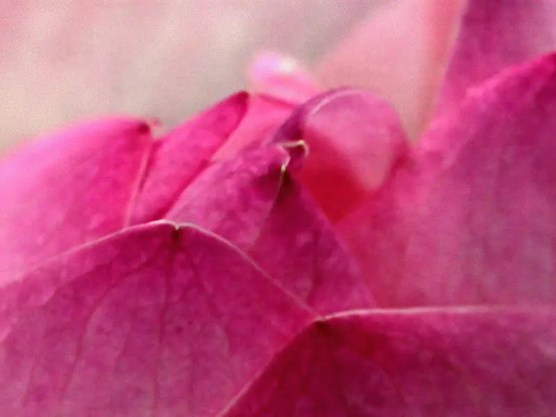 붉게 피어난 연꽃