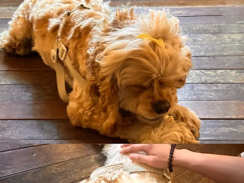 카페 마스코트 강아지 마리의 귀여운 모습