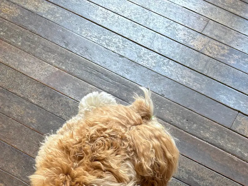 마리가 나무 바닥에 편안하게 누워있는 모습