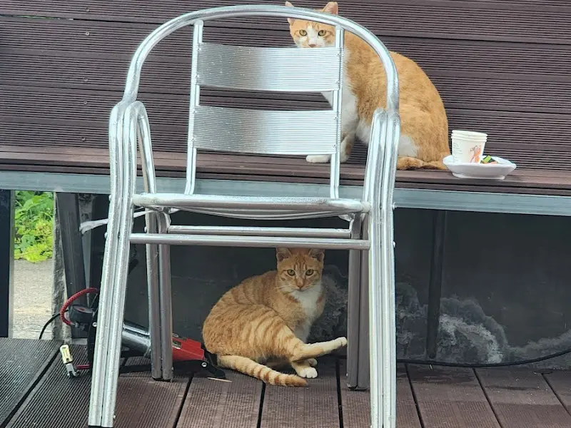 식당 주변을 어슬렁거리는 고양이들