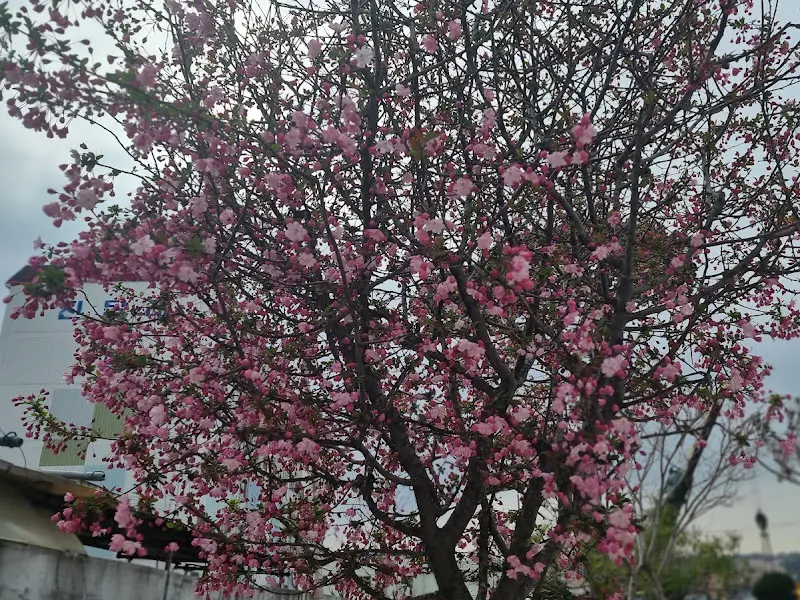 가게 앞 꽃나무