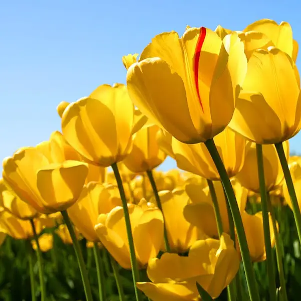 활짝 핀 노란 튤립