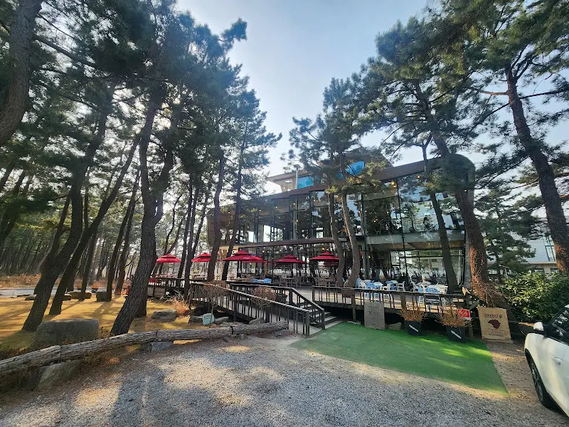 테라로사 사천점으로 향하는 길, 소나무 숲 사이로 건물이 보인다.