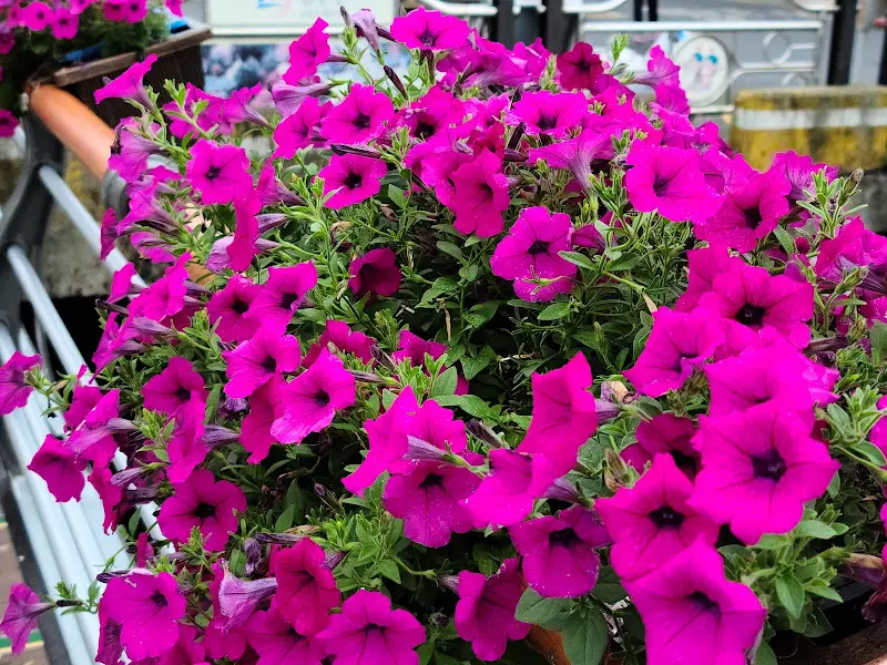 식당 앞에 핀 꽃