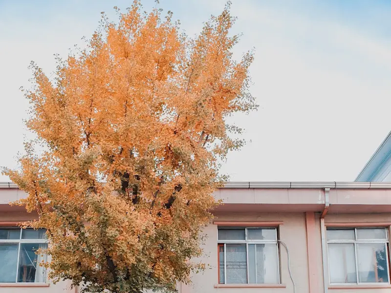 식당 건물과 은행나무
