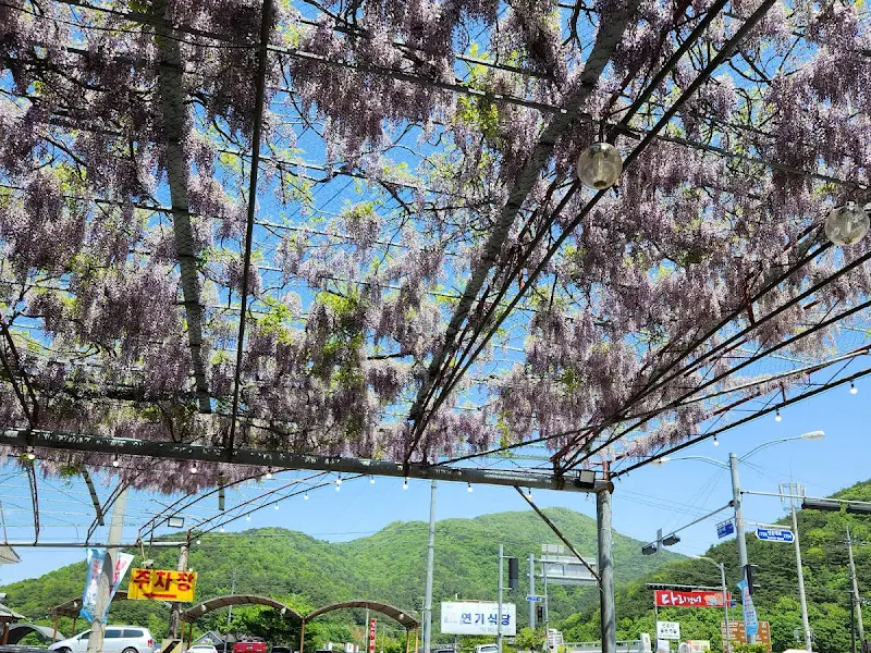 주차장 위 등나무 꽃