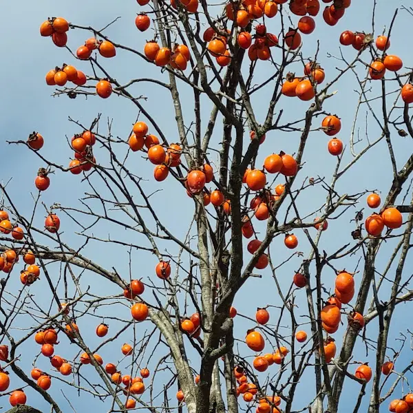 가을 하늘 아래 주렁주렁 열린 감