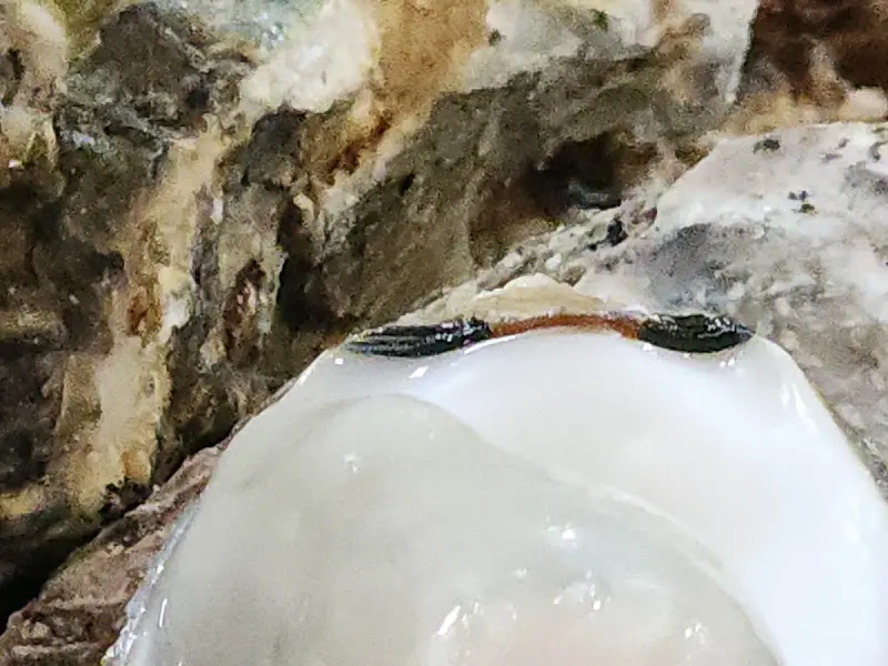 탱글탱글한 굴의 속살