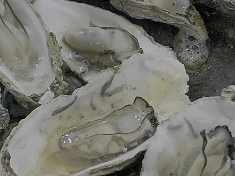 석화구이의 클로즈업