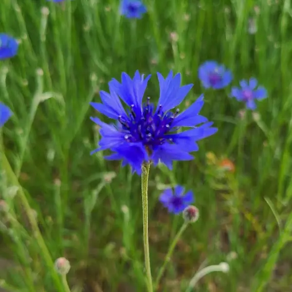 청량한 푸른 꽃 사진