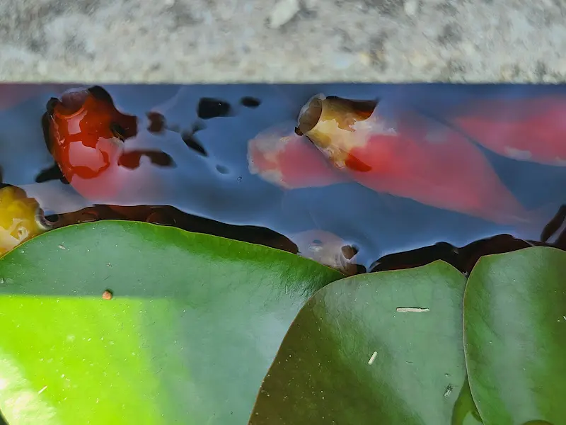 연못 속 물고기