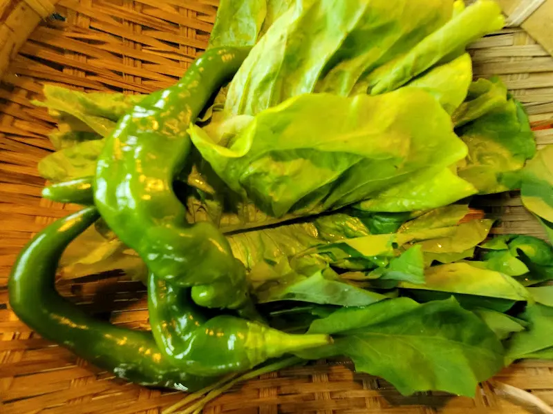 신선한 채소, 콩잎의 모습