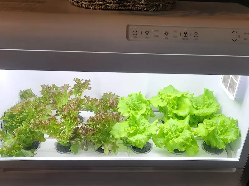 식당 내부 수경 재배 시설