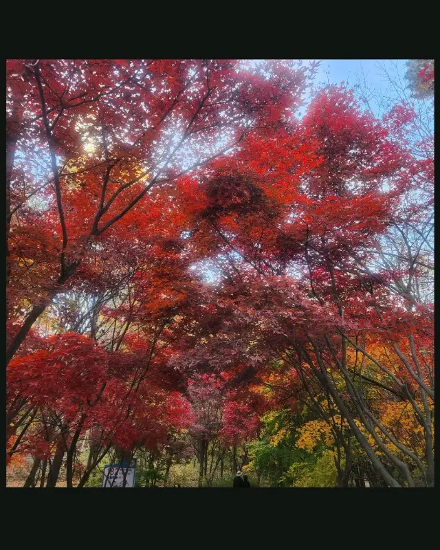 단풍이 물든 가을 나무