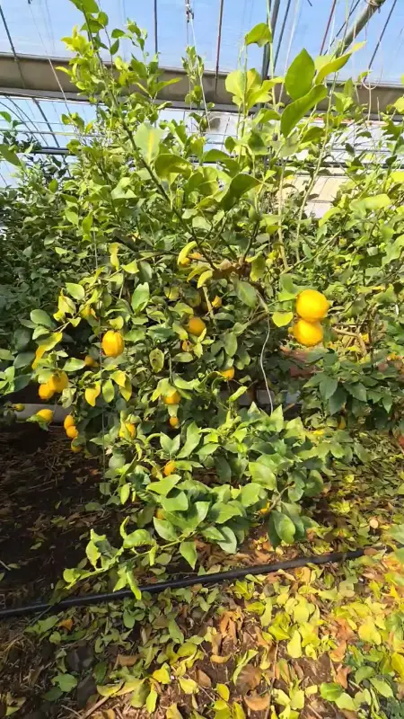 레몬이 주렁주렁 열린 레몬 나무