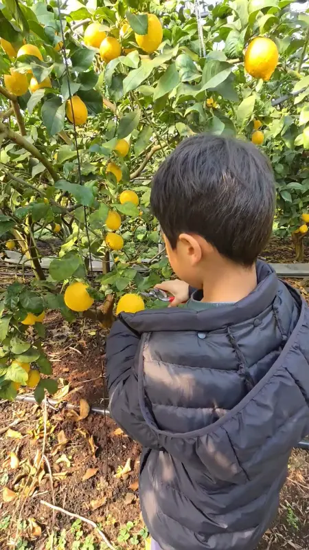 레몬 나무에서 레몬을 수확하는 아이