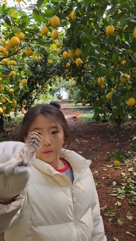 레몬 농장에서 레몬을 따는 아이