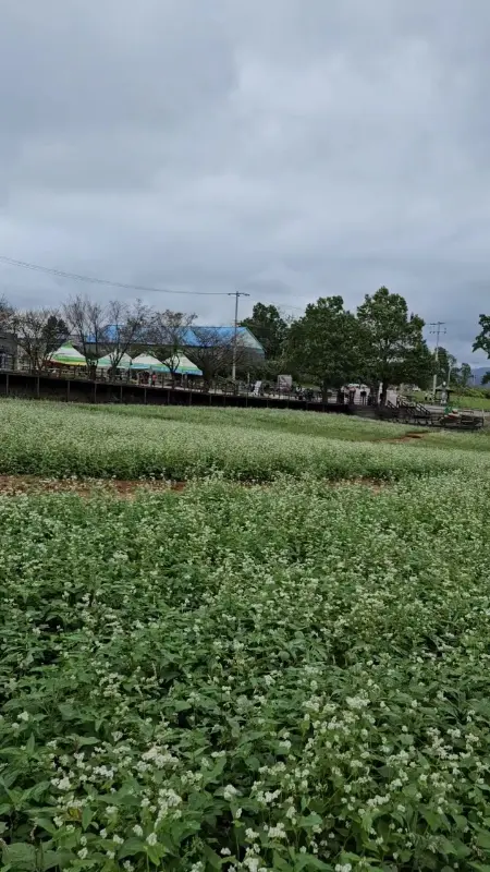 흐드러지게 핀 메밀꽃밭