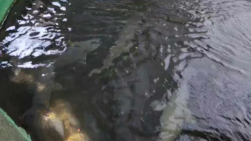 도촌송어회 양식장의 활기 넘치는 모습