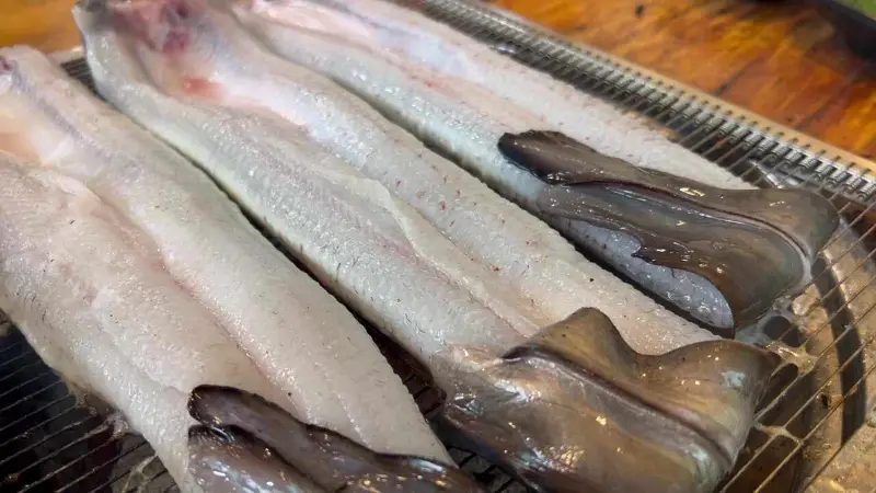 신선한 장어의 모습