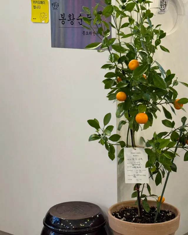 가게 한 켠에 놓인 귤 나무