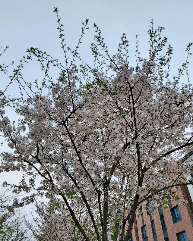 피어몬트 주변 풍경