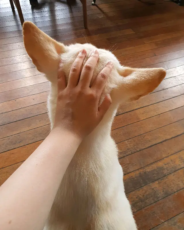 구름이를 쓰다듬는 모습