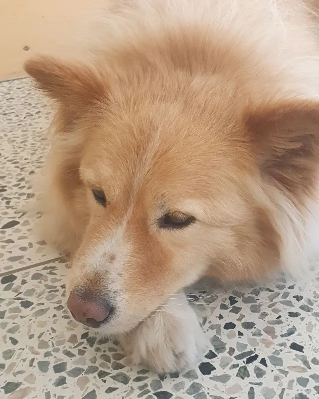 탐스러운 애플망고가 듬뿍 올려진 빙수