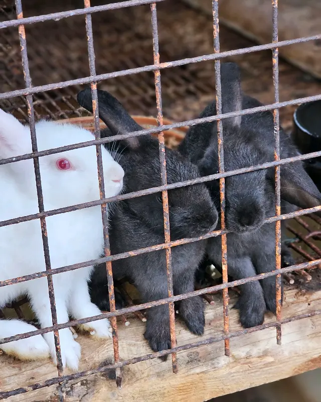 싱싱한 쌈 채소