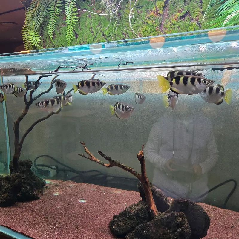 다양한 물고기들