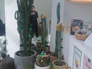 격포 채석강, 혼밥 여행객의 오디 맛집 탐방기: 23.1 카페에서 만난 뜻밖의 행운