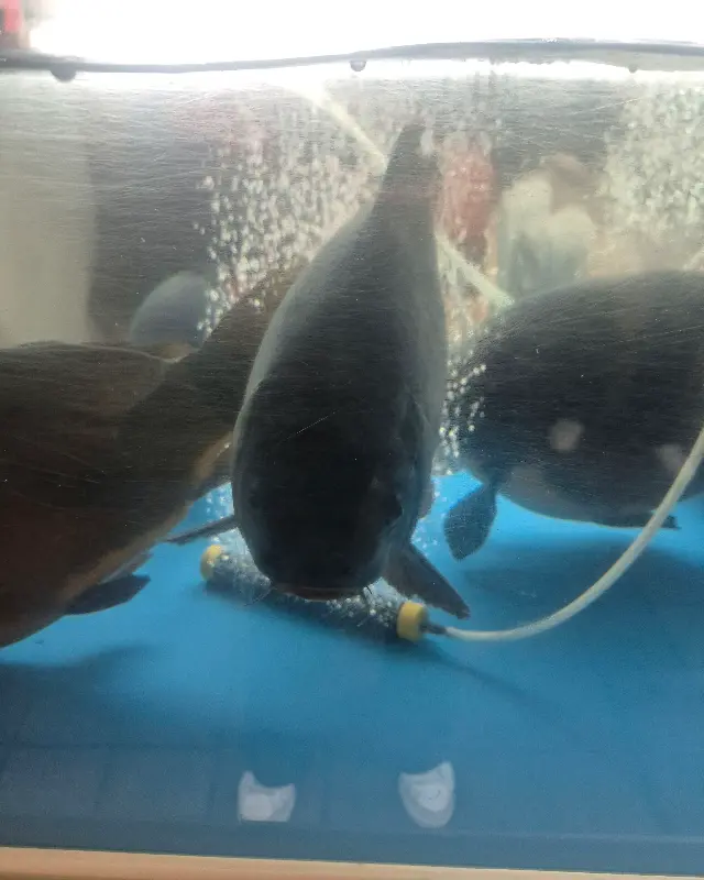 수족관 속 향어