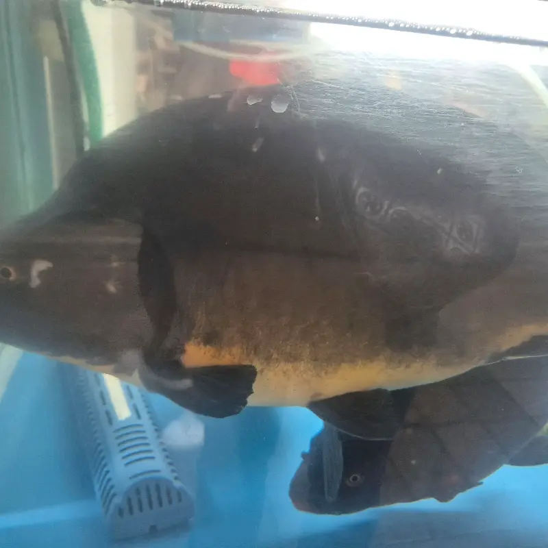 수족관 속 향어