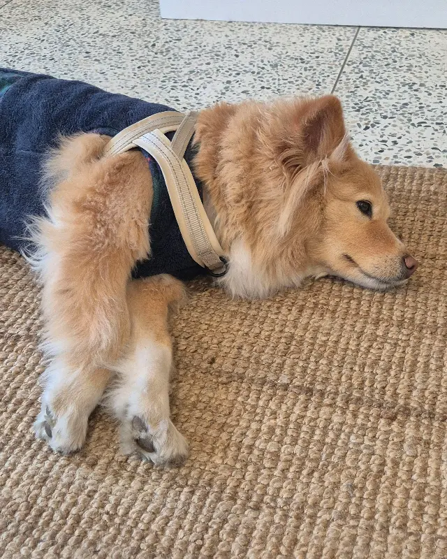 순하고 귀여운 강아지 오구