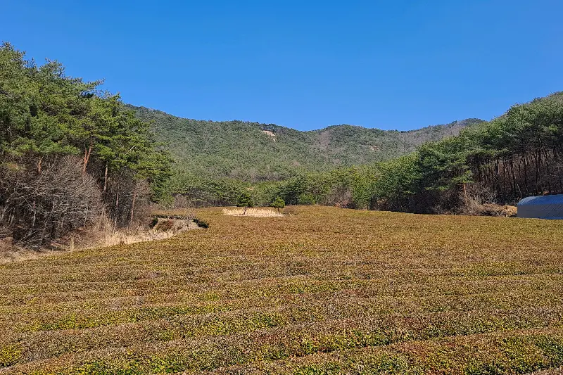 녹차밭 전경