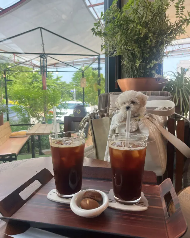 강아지와 함께 즐기는 커피