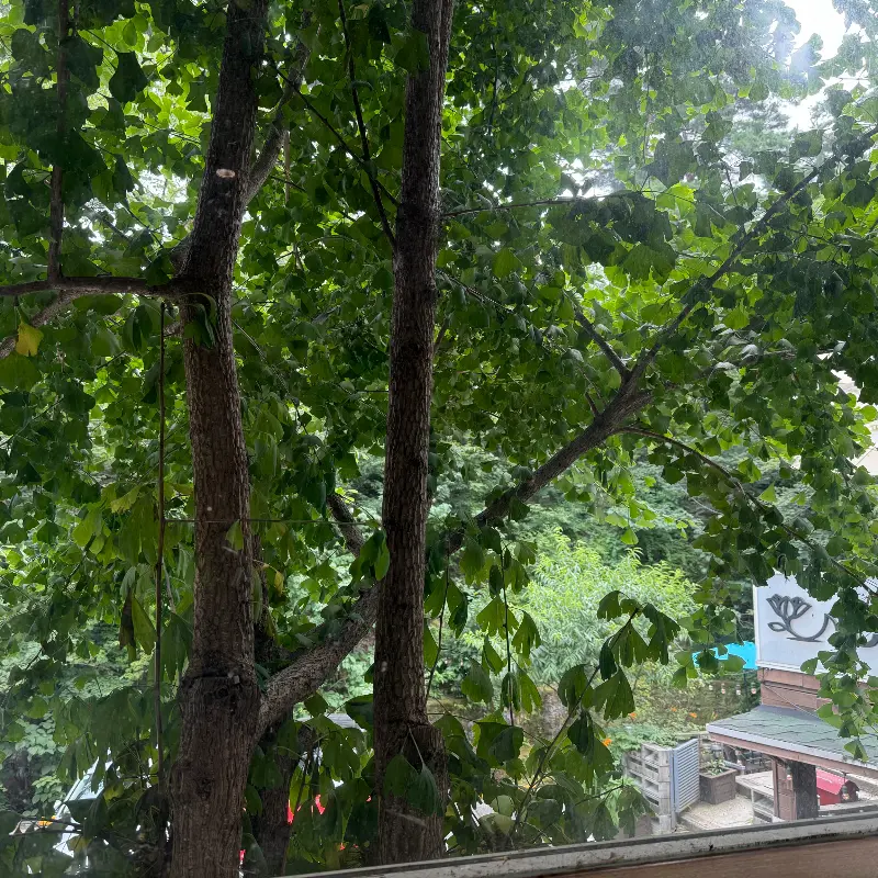 카페에서 바라본 숲