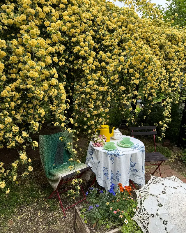 노란 목향장미가 만개한 정원에 놓인 테이블