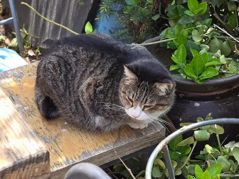 식당 주변에서 만난 고양이