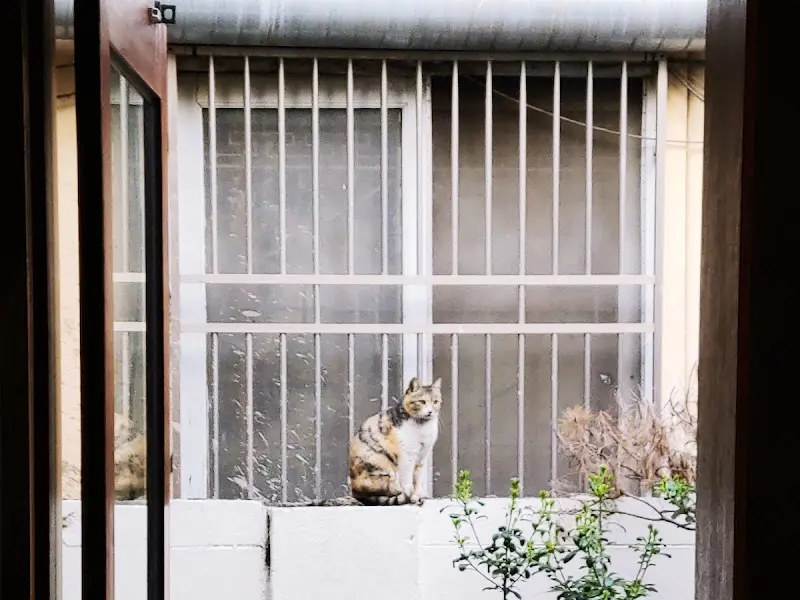 가게에서 키우는 고양이