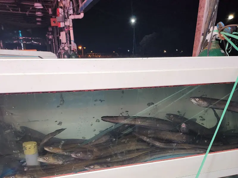 수조 속 아나고