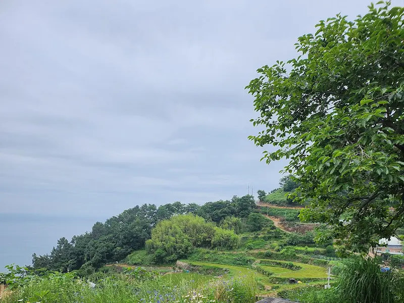 카페에서 바라본 다랭이 논 뷰